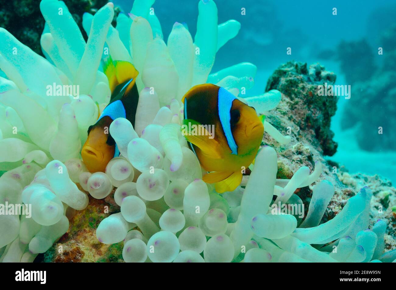Amphiprion bicinctus, red sea anemonefish, red sea clownfish, Rotmeer-Anemonenfisch, Utopia Beach, Red Sea, Egypt, Rotes Meer, Ägypten Stock Photo