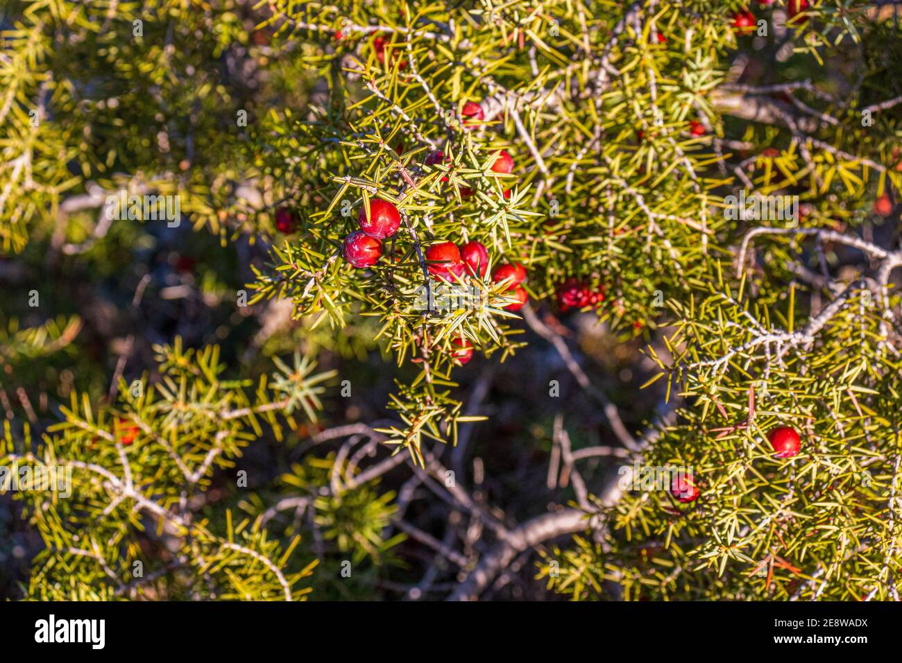Juniperus oxycedrus, Red Berried cedar Plant Stock Photo