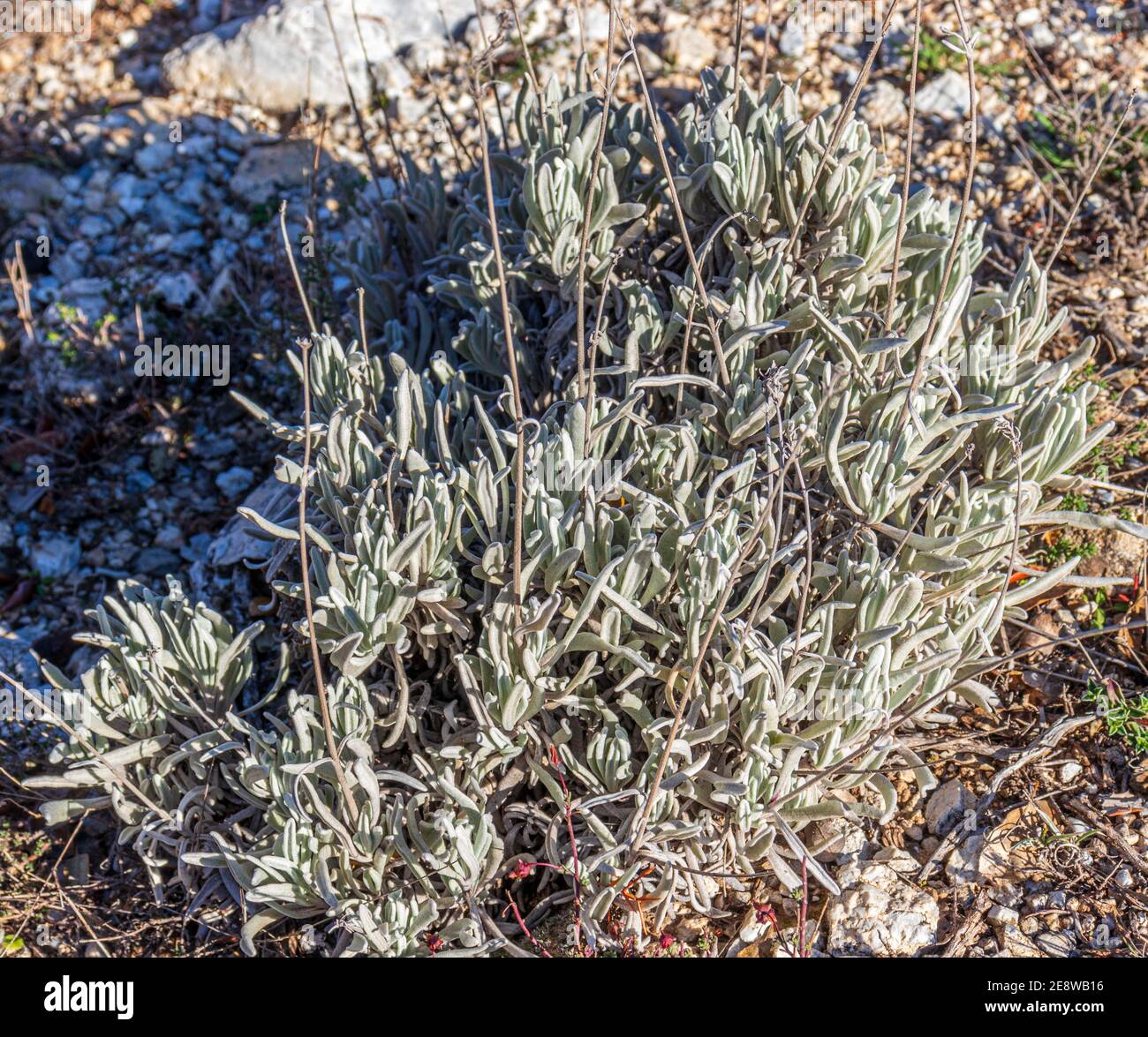 Lavandula Latifolia High Resolution Stock Photography and Images - Alamy