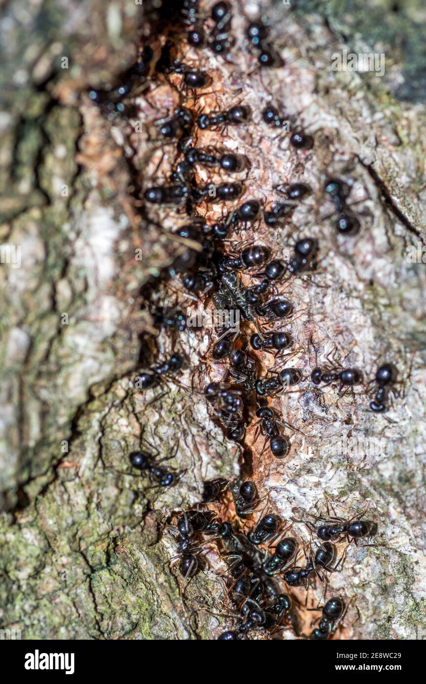 Anthill tree hi-res stock photography and images - Alamy