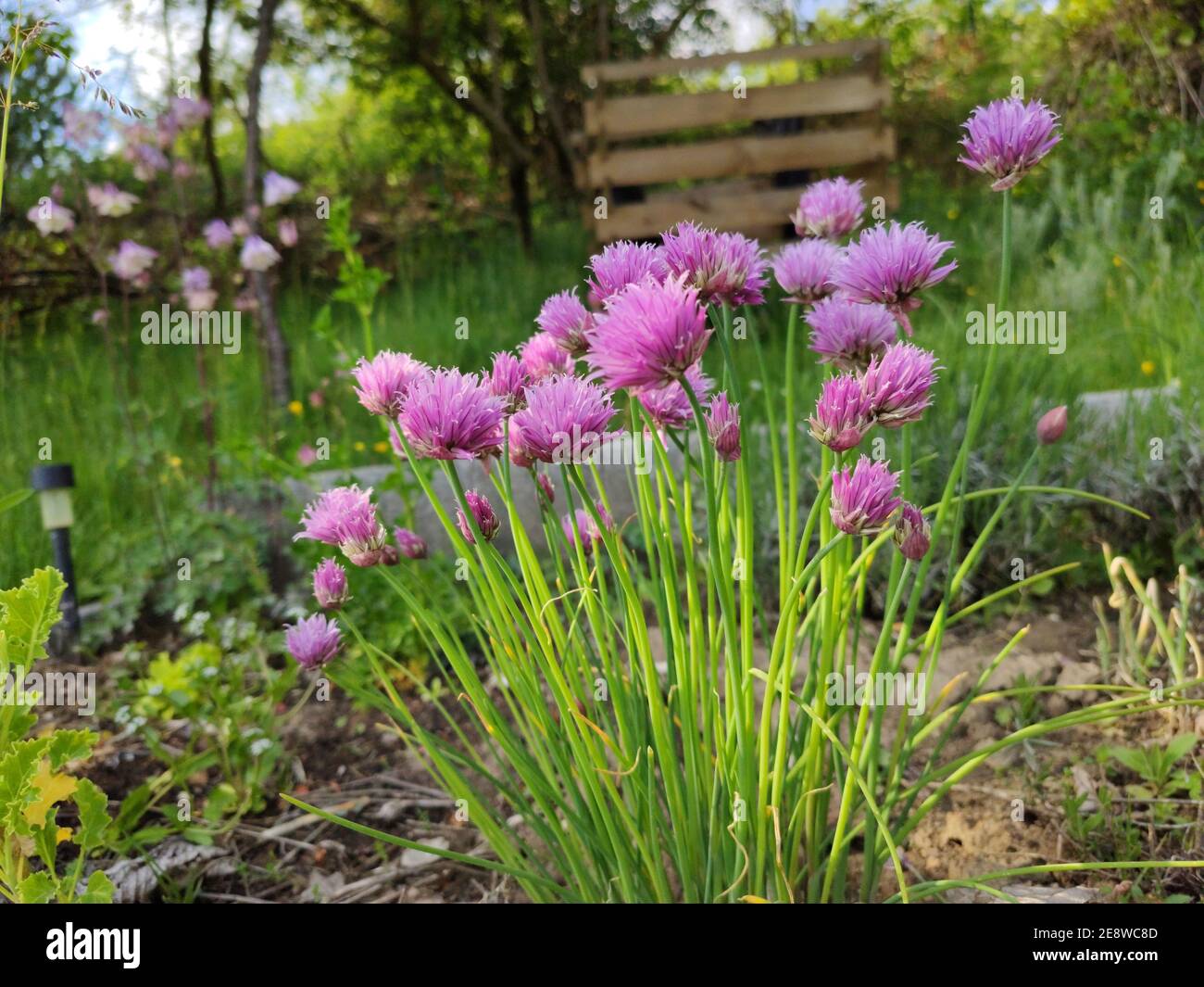 Chives purple flowers. Herbal garden in summer. Stock Photo