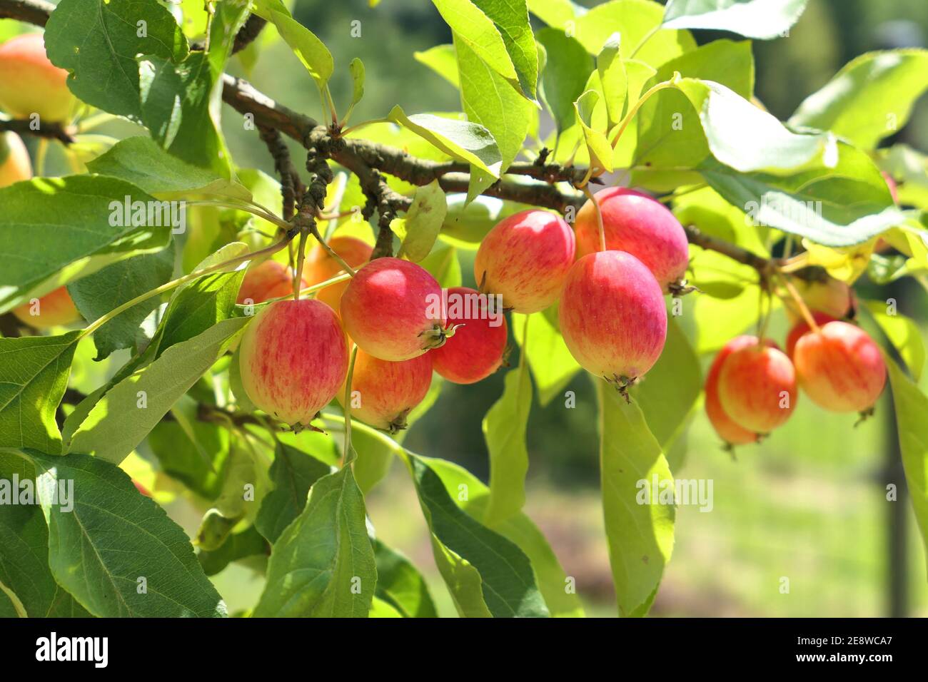 Crabapple tree full of apple fruits. Malus baccata , Dolgo variety. Stock Photo
