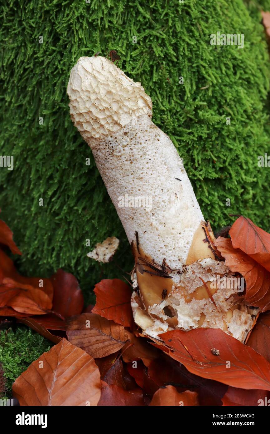 Phallus Impudicus - common stinkhorn - not poisonous mushroom, but only very fresh mushrooms are consumed Stock Photo