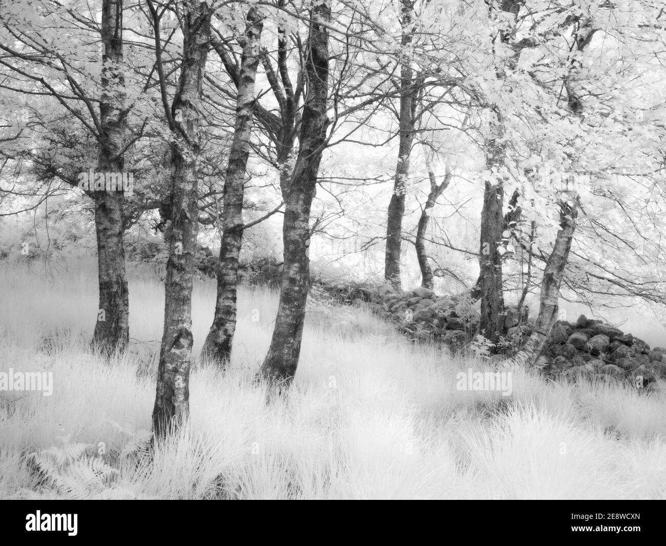 A infrared image of trees beside a stone wall in a woodland in the Bannau Brycheiniog (Brecon Beacons) National Park. Stock Photo