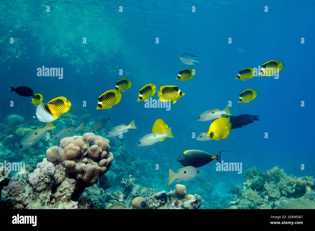 Chaetodon fasciatus, diagonal butterflyfish, Tabak-Falterfisch, Utopia Beach, Red Sea, Egypt, Rotes Meer, Ägypten Stock Photo