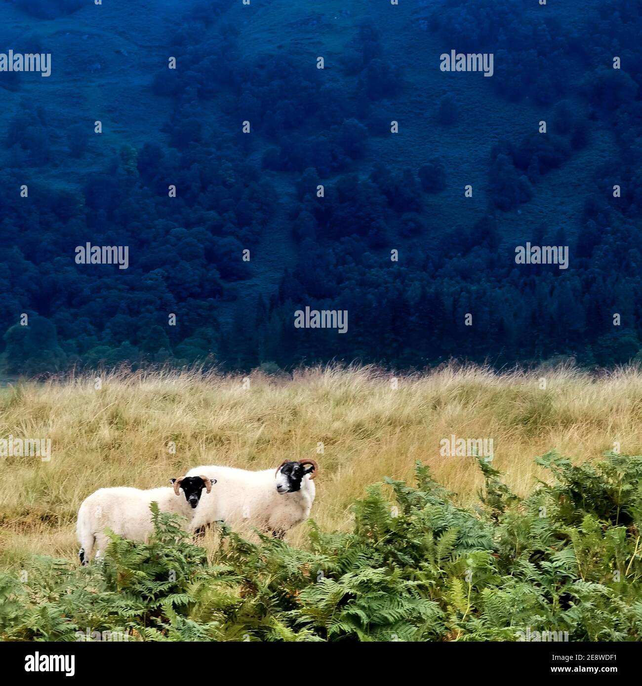 Scottish Sheep. Killin Scotland Stock Photo