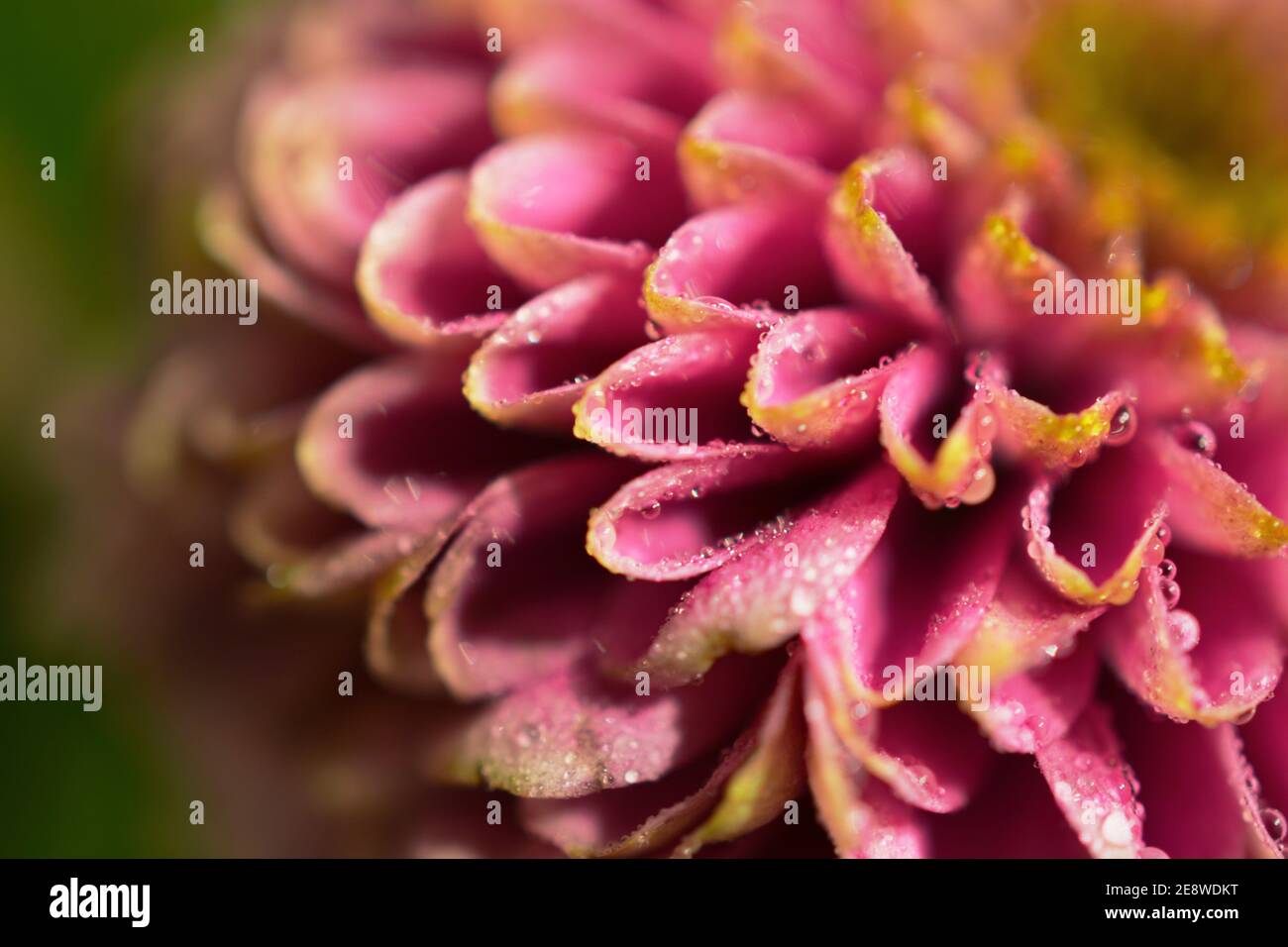 Close up photograph of summer bouquet of colourful vibrant flowers to