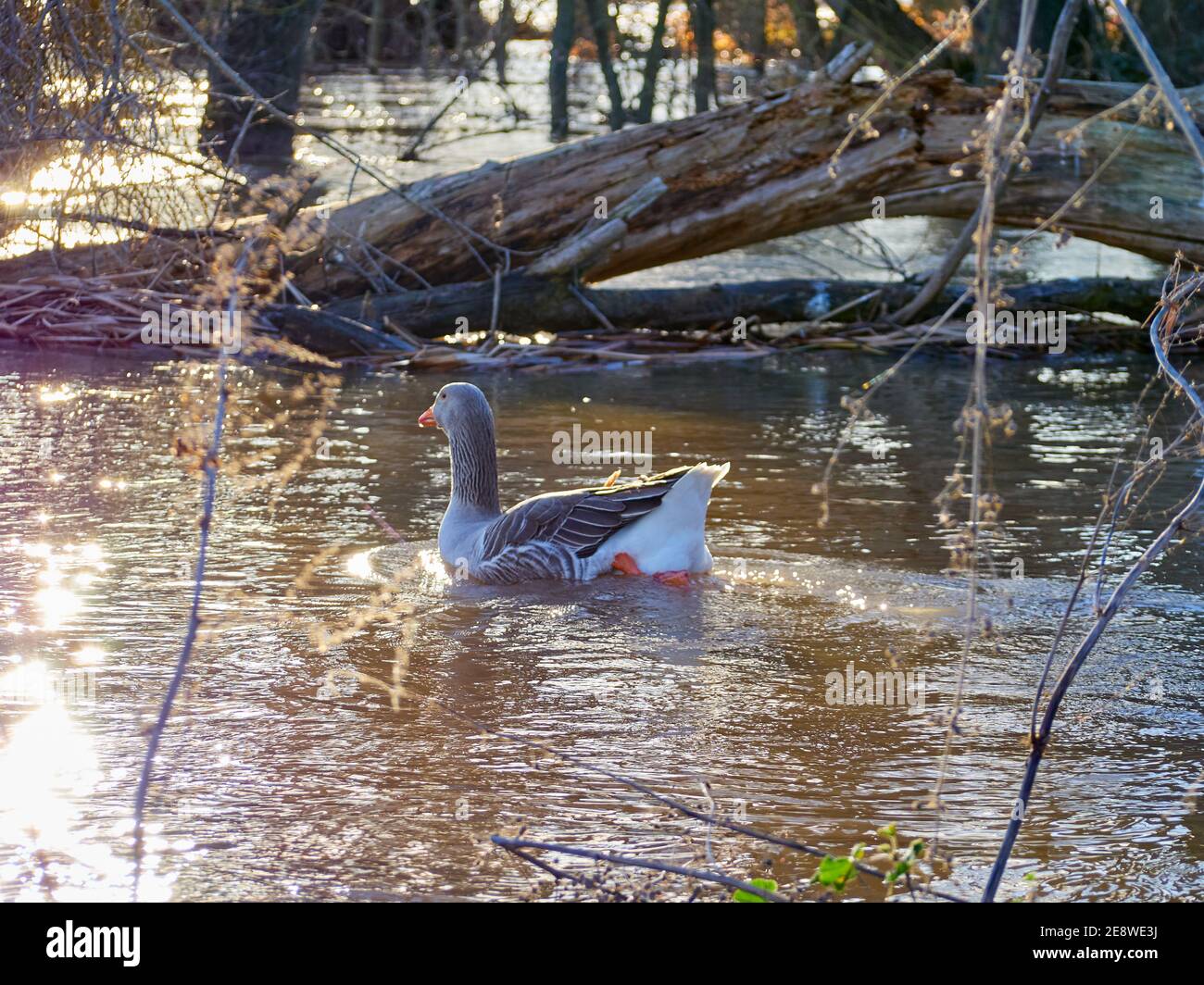 Close-up view of a goose swimming in the river at sunset. Stock Photo