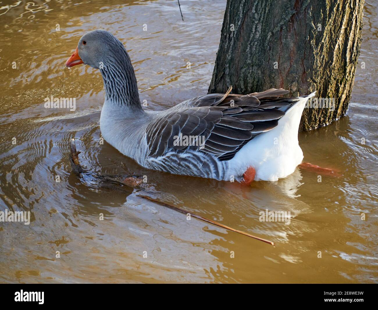 Close-up view of a goose swimming in the river at sunset. Stock Photo