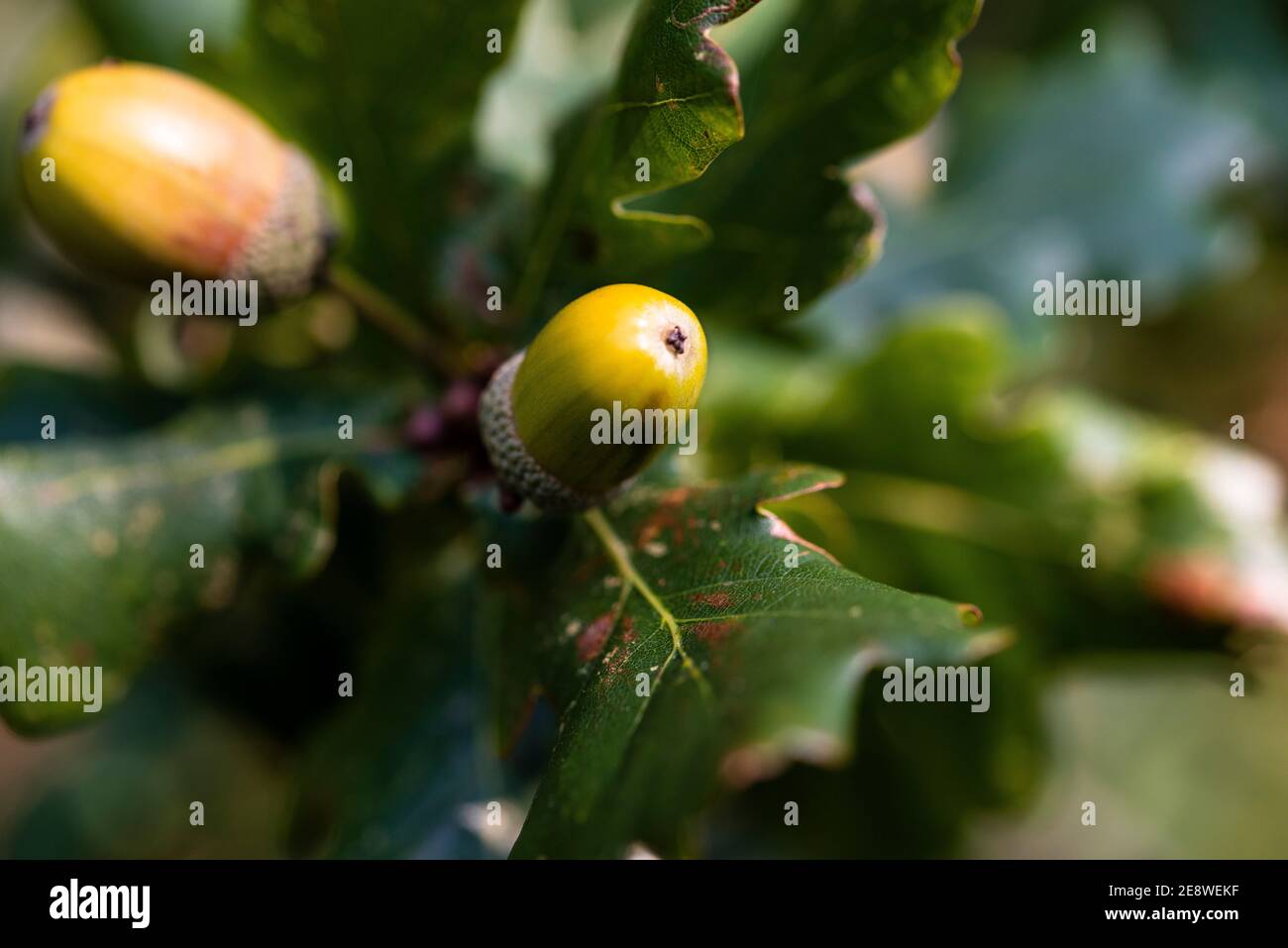 Acorns Stock Photo