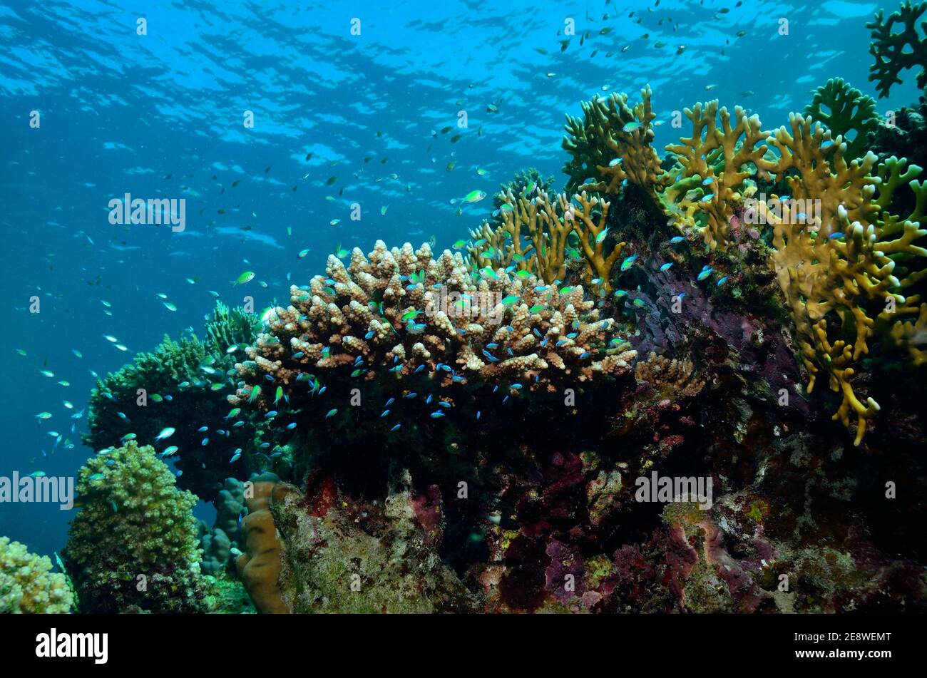 Chromis viridis, Grünes Schwalbenschwänzchen, green chromis, blue-green chromis, Riffbarsche, Utopia Beach, Red Sea, Egypt, Rotes Meer, Ägypten Stock Photo