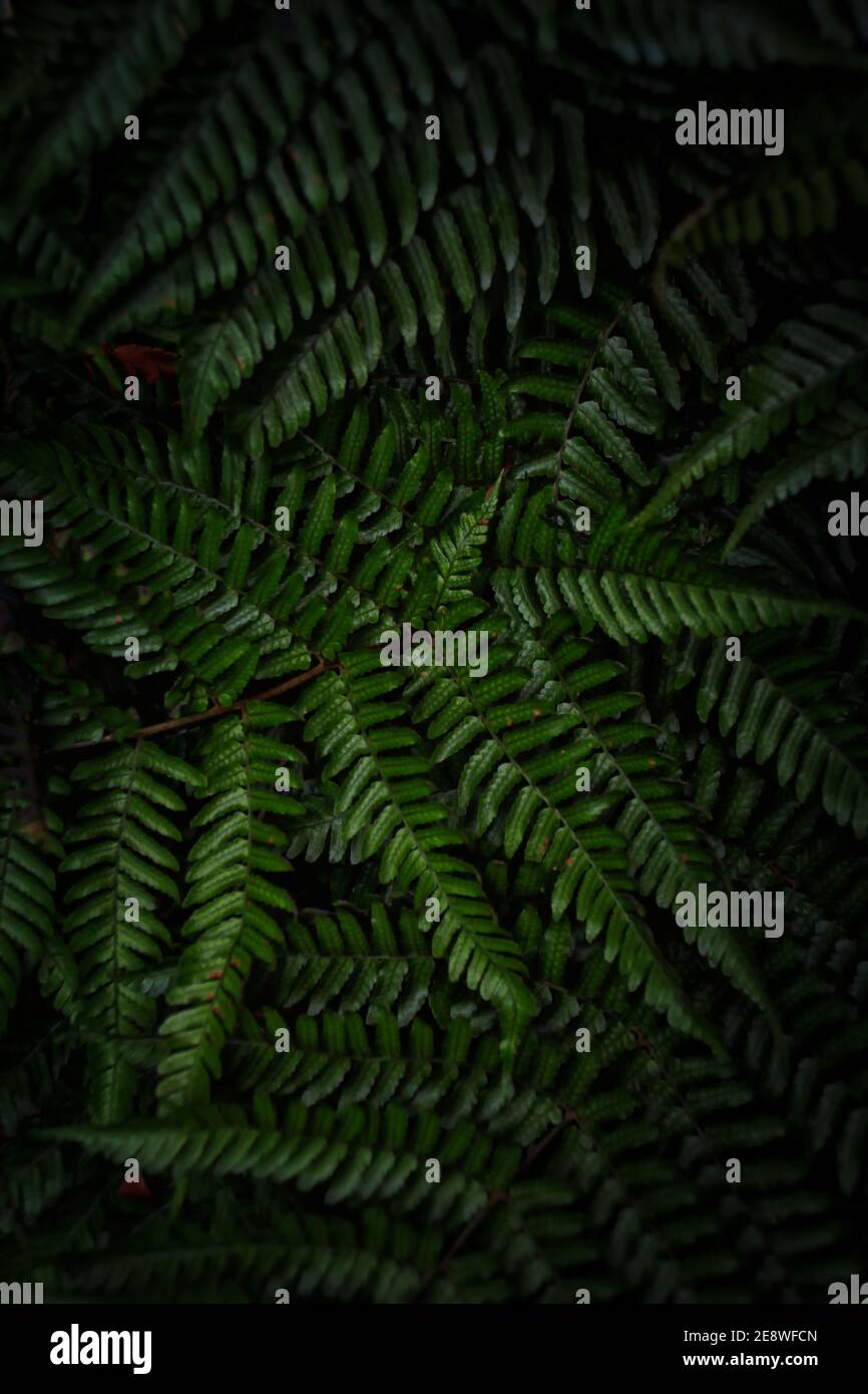 Botany lush foliage leaves hi-res stock photography and images - Alamy