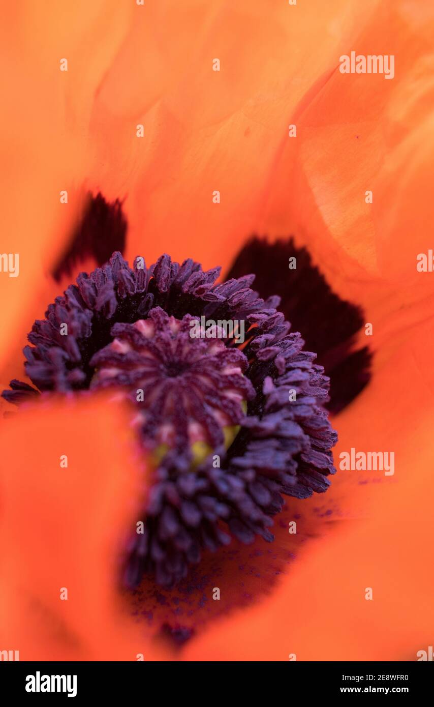 Purple poppy remembrance hi-res stock photography and images - Alamy