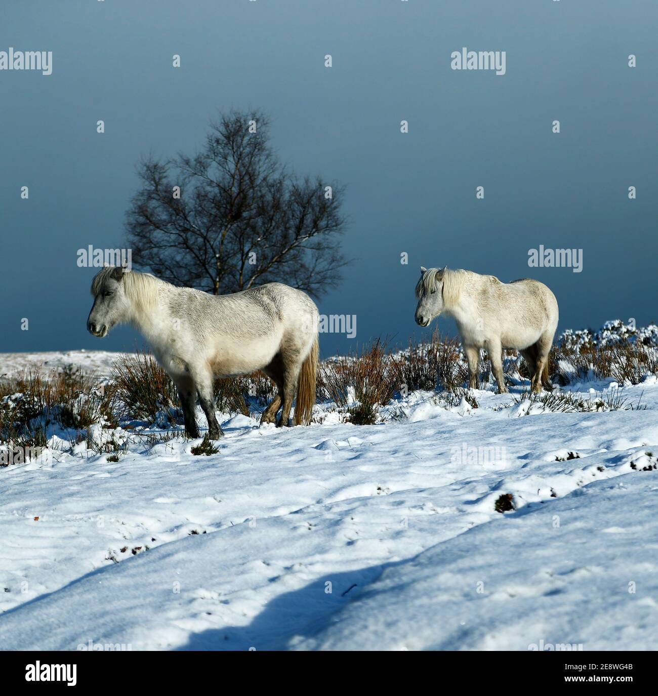Ponies in a Winter wonderland in Dartmoor National Park Stock Photo Alamy