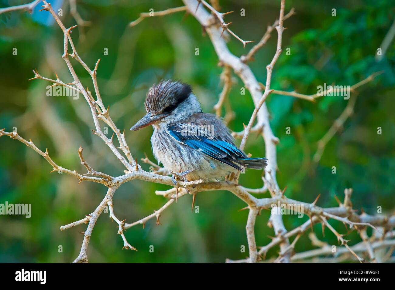 Striped Kingfisher (Halcyon chelicuti) perched on tree branch, Fish River Canyon, Namibia. Stock Photo