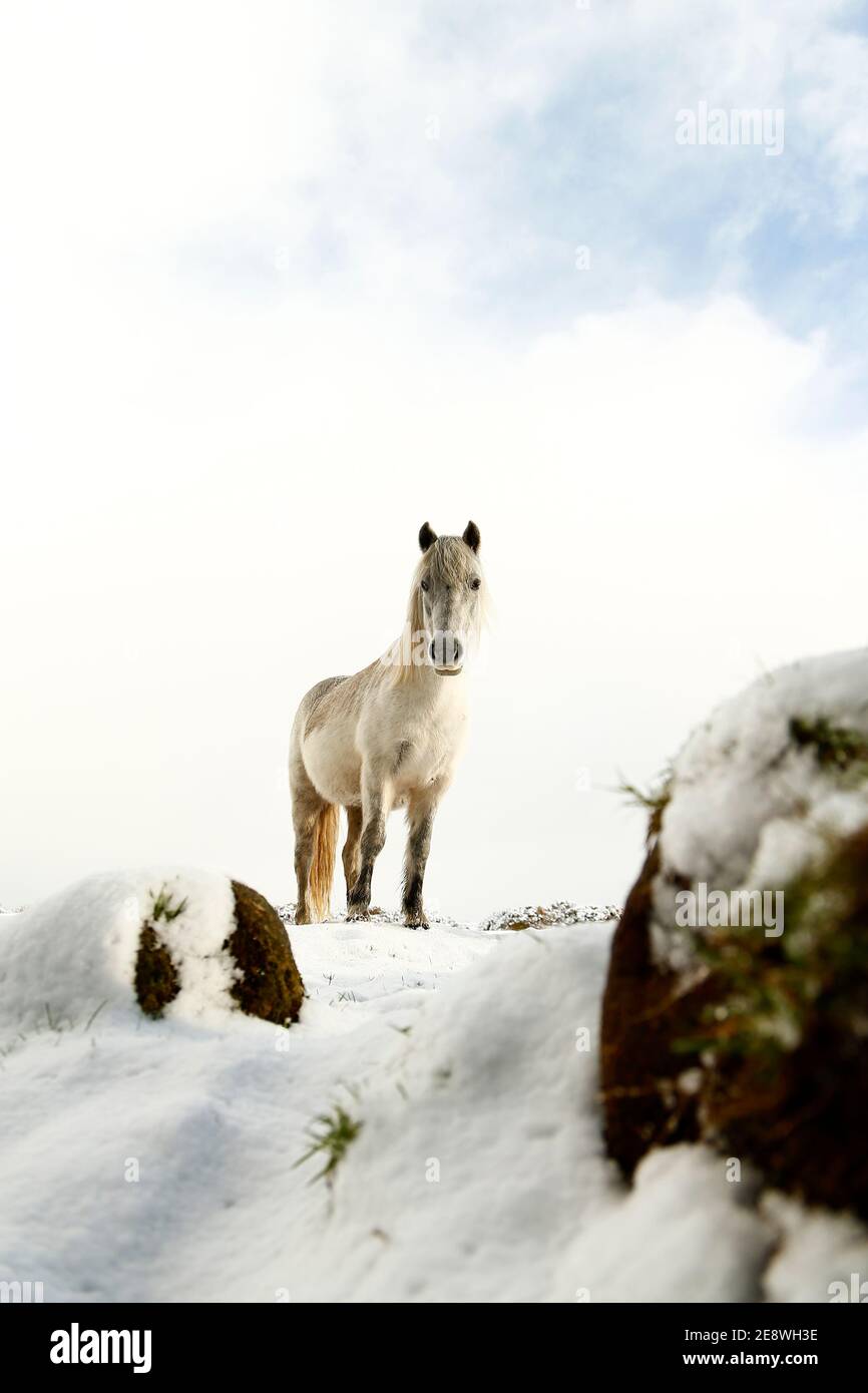 Ponies in a Winter wonderland in Dartmoor National Park Stock Photo Alamy
