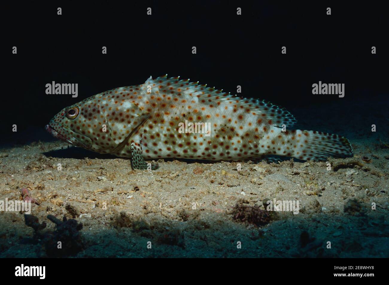 Epinephelus tauvina, greasy grouper, arabian grouper, Rostflecken