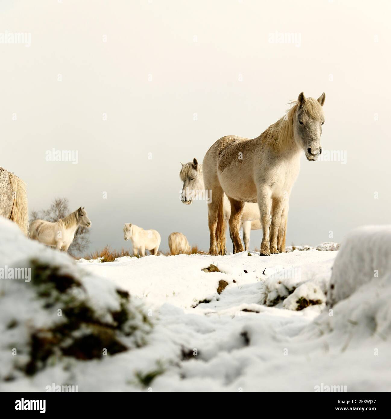 Ponies in a Winter wonderland in Dartmoor National Park Stock Photo Alamy