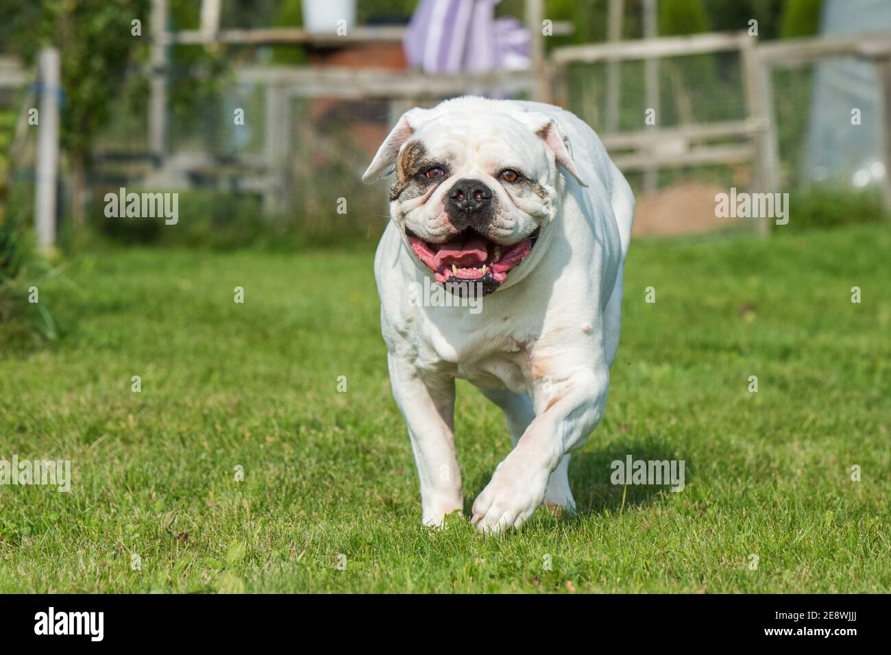 White coat American Bulldog dog in move on grass Stock Photo