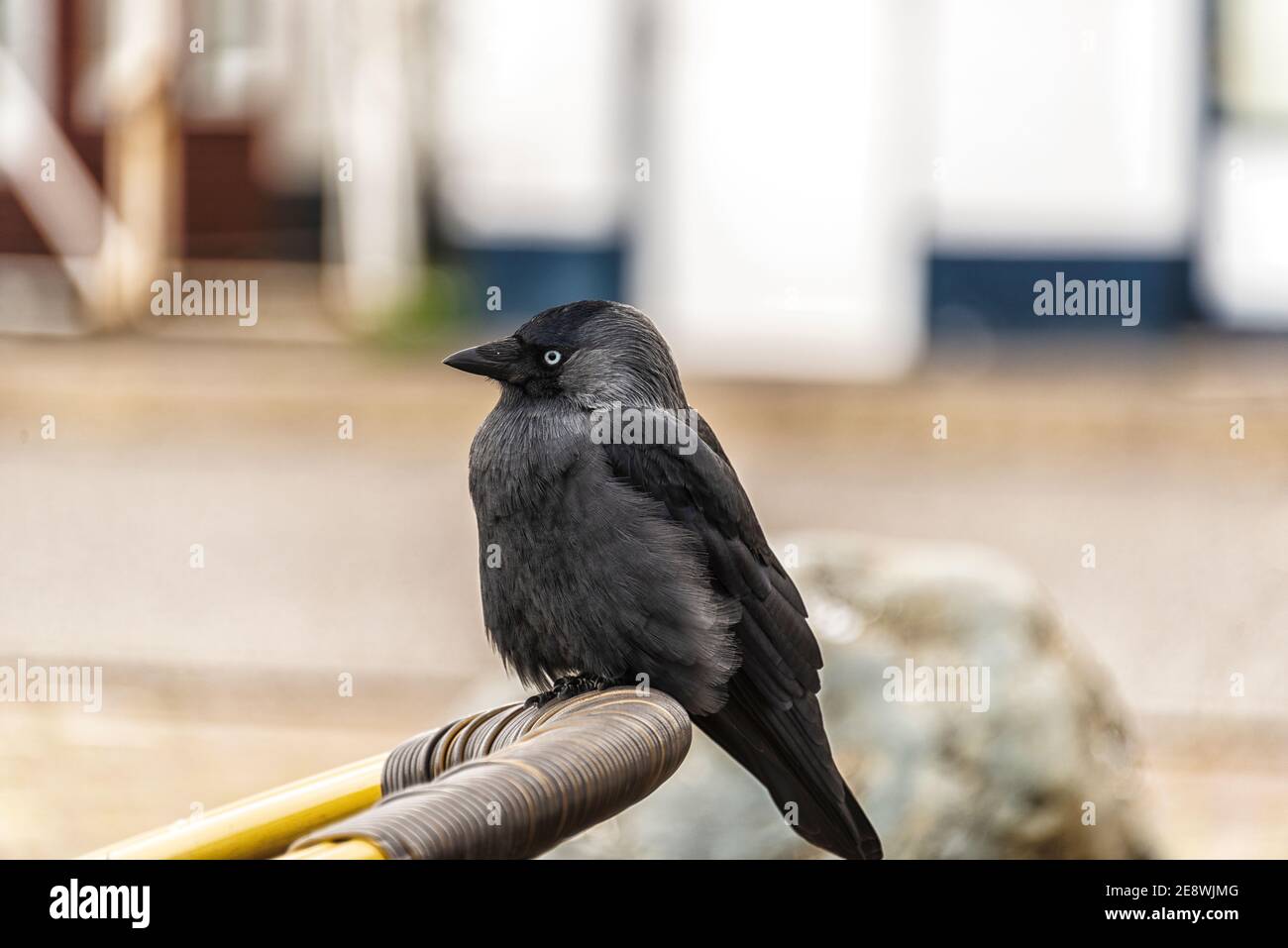 black crow sits on the edge of a wicker chair Stock Photo