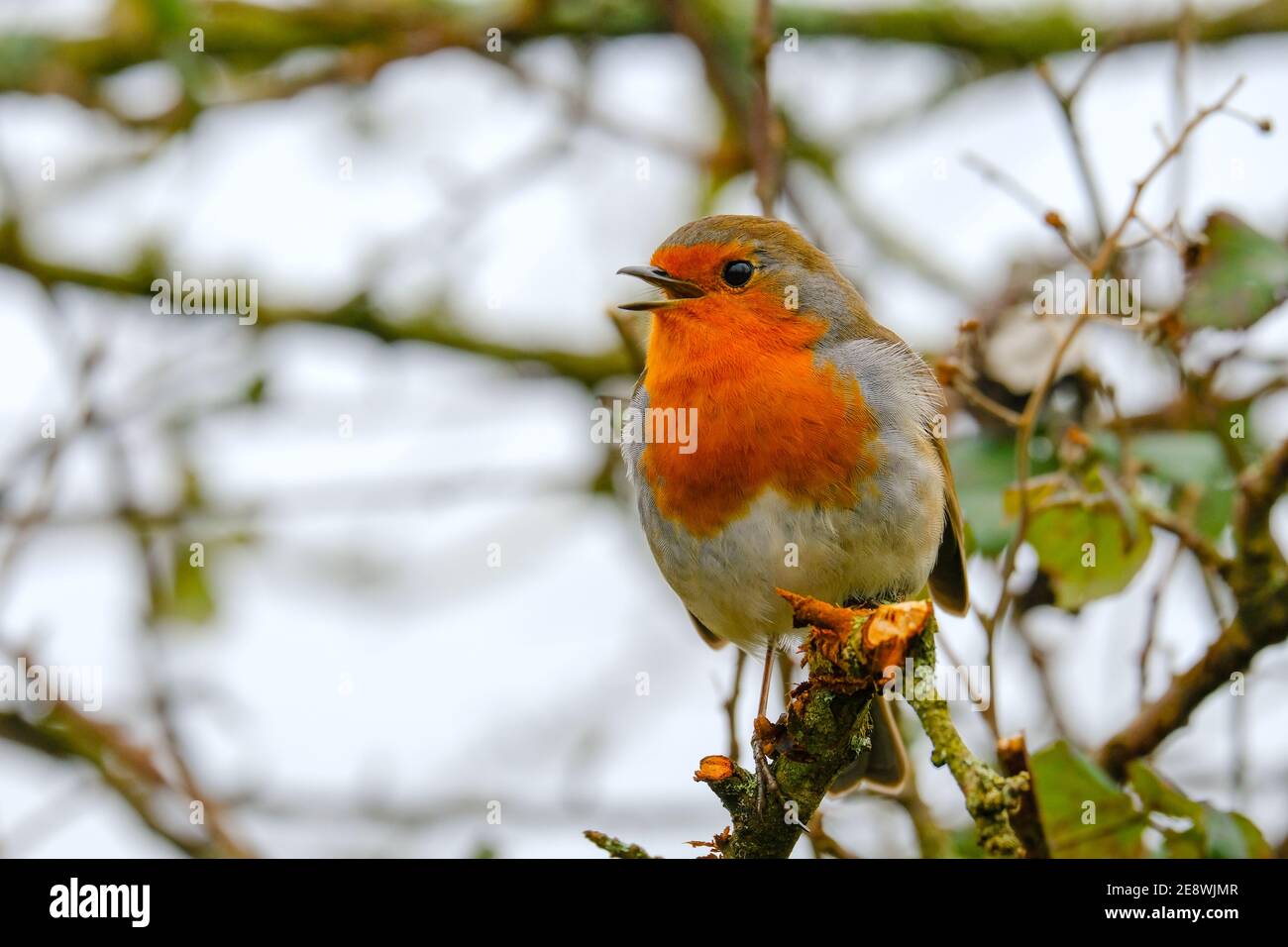 Red-breasted Robin on tree branch. Stock Photo
