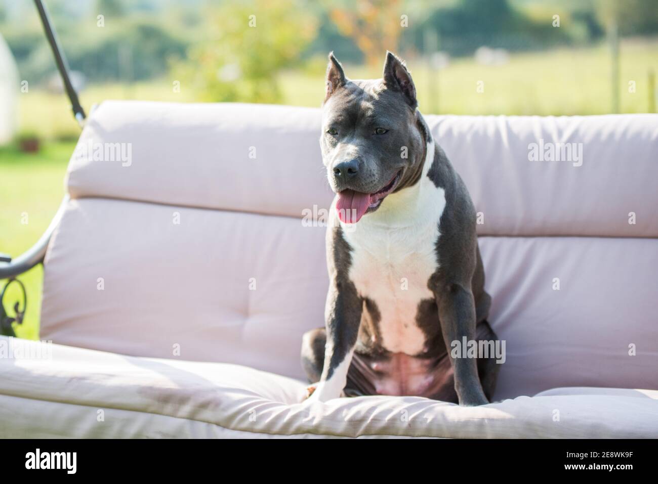 cute Blue hair American Staffordshire Terrier dog Stock Photo