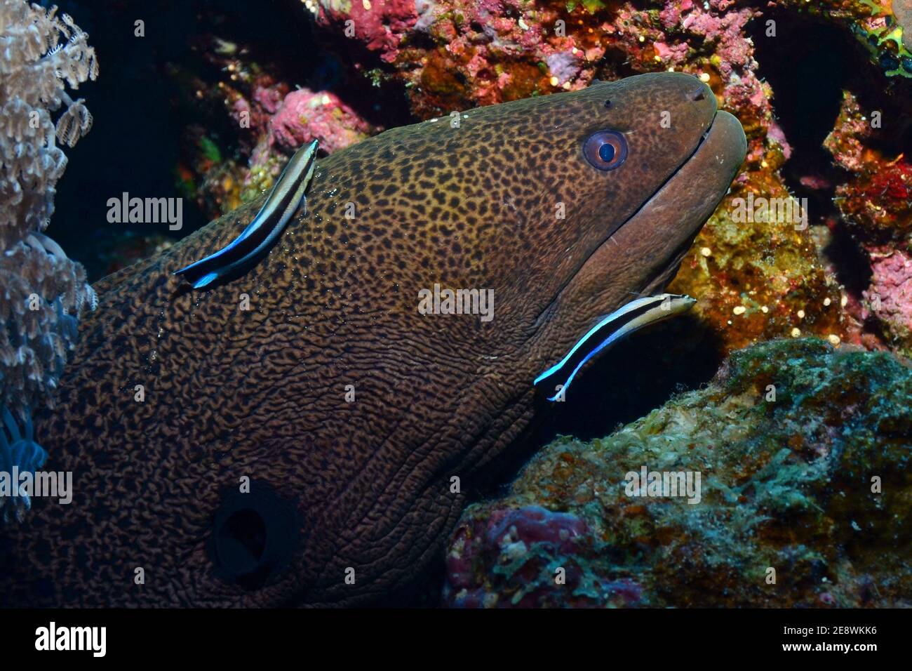 Gymnothorax javanicus, giant moray, Riesenmuräne, Labroides dimidiatus, cleaner wrasse, Gewöhnlicher Putzerfisch, Putzsymbiose Stock Photo