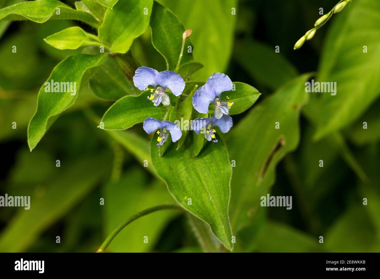 The Commelina, also known as 'Mickey Mouse ears' is a common family with 50 species in East Africa. They are generally scrambling herbs Stock Photo