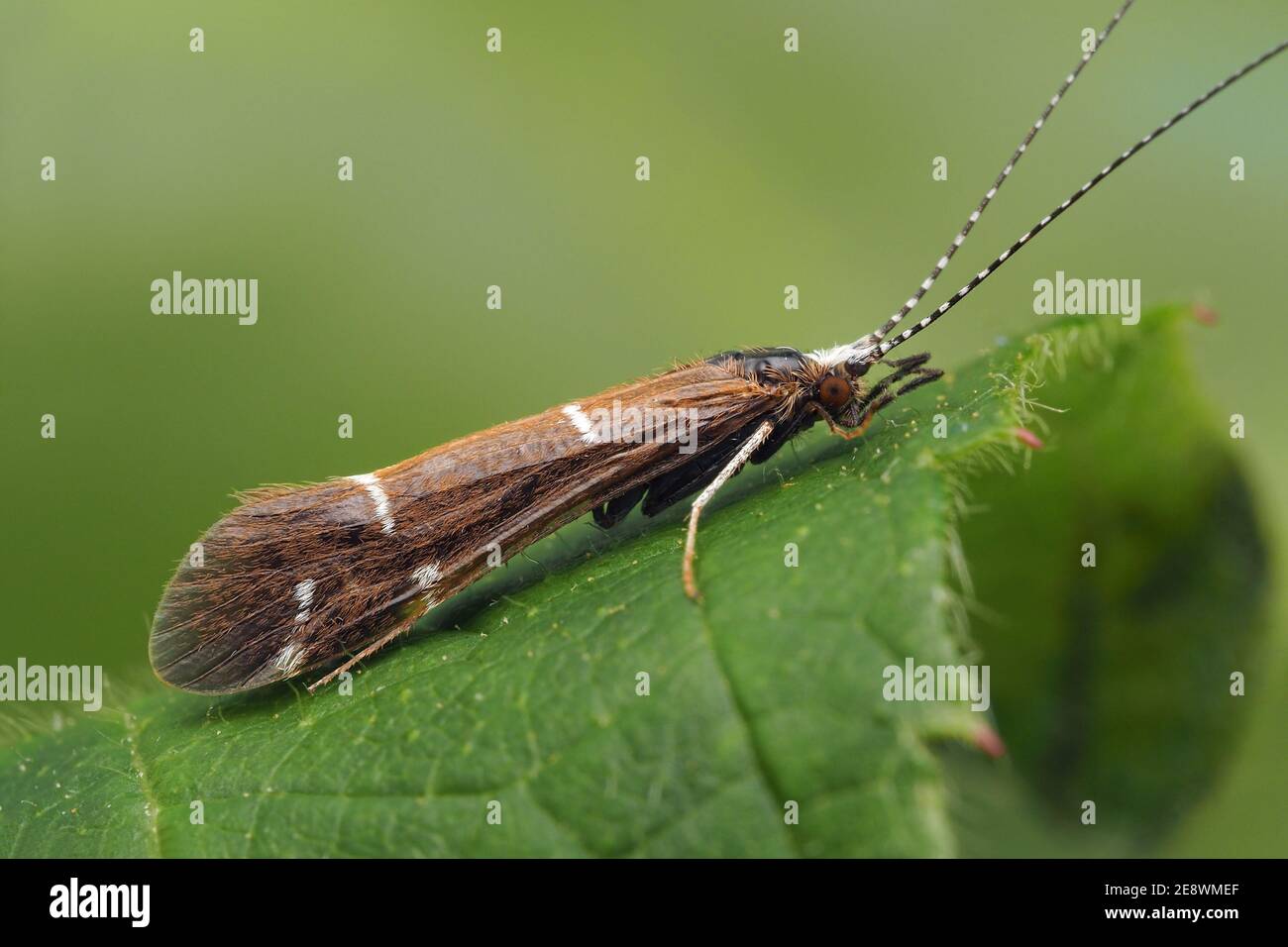 Athripsodes albifrons Caddisfly resting on bramble leaf. Tipperary, Ireland Stock Photo