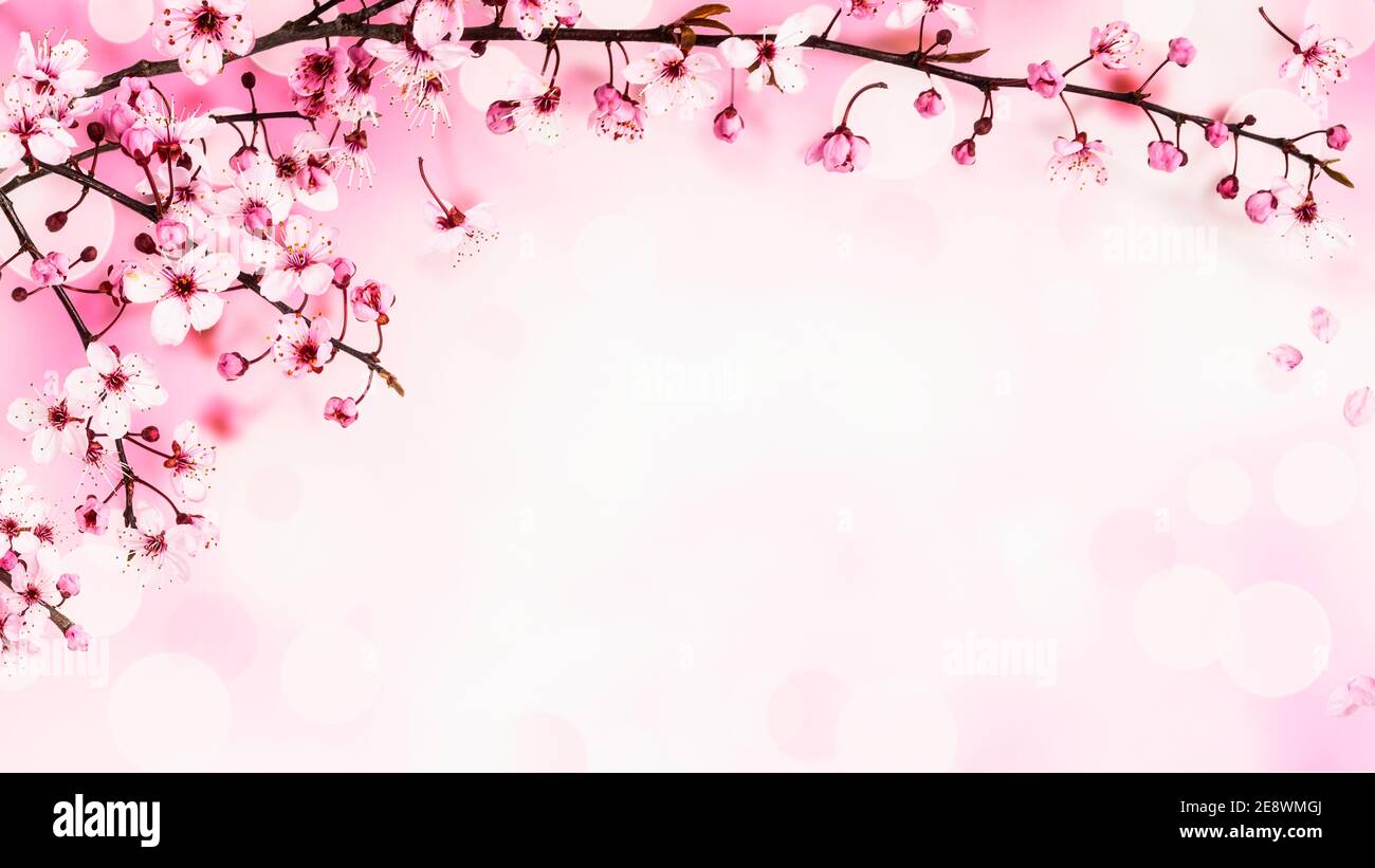 Banner hoa anh đào mùa xuân trên nền hồng phấn tươi sáng sẽ mang đến cho bạn những giây phút thư giãn và tuyệt vời. Hãy tưởng tượng bạn đang bước vào một quảng trường đầy hoa anh đào và cảm nhận sự mát mẻ của mùa xuân!