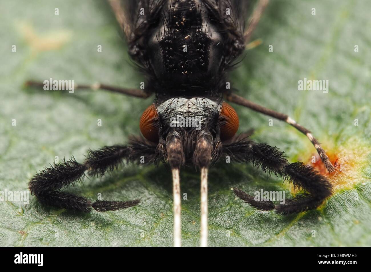Close up of Mystacides azurea caddisfly. Tipperary, Ireland Stock Photo