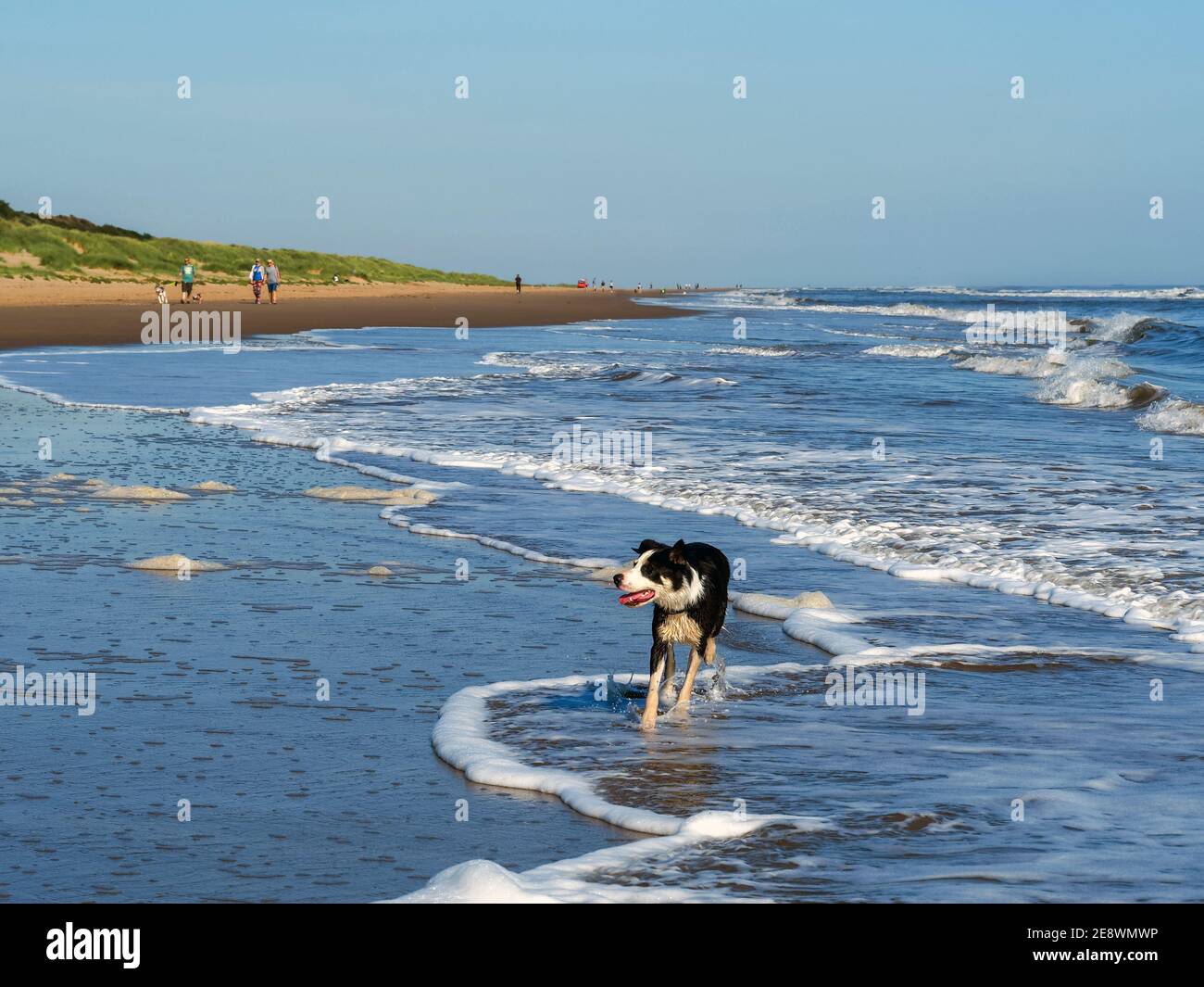 Border collie dog paddling amongst shallow waves on Mablethorpe beach, Lincolnshire, England Stock Photo