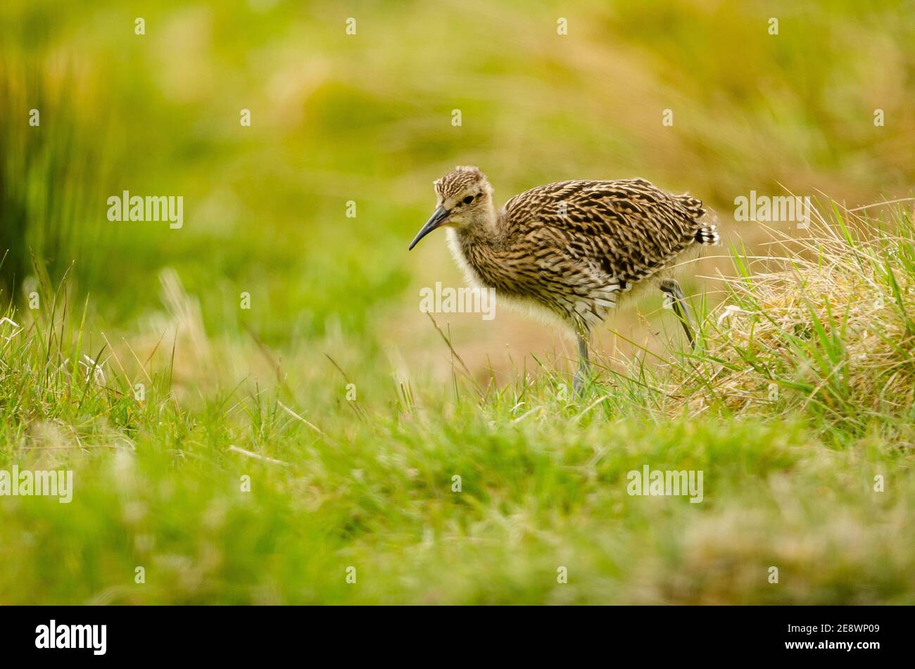 Young Curlew chick feeding in pasture. Stock Photo