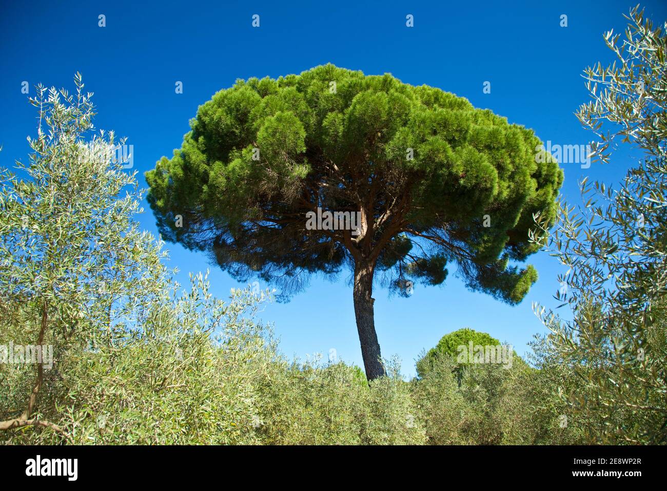 Flora y fauna de primavera hi-res stock photography and images - Alamy