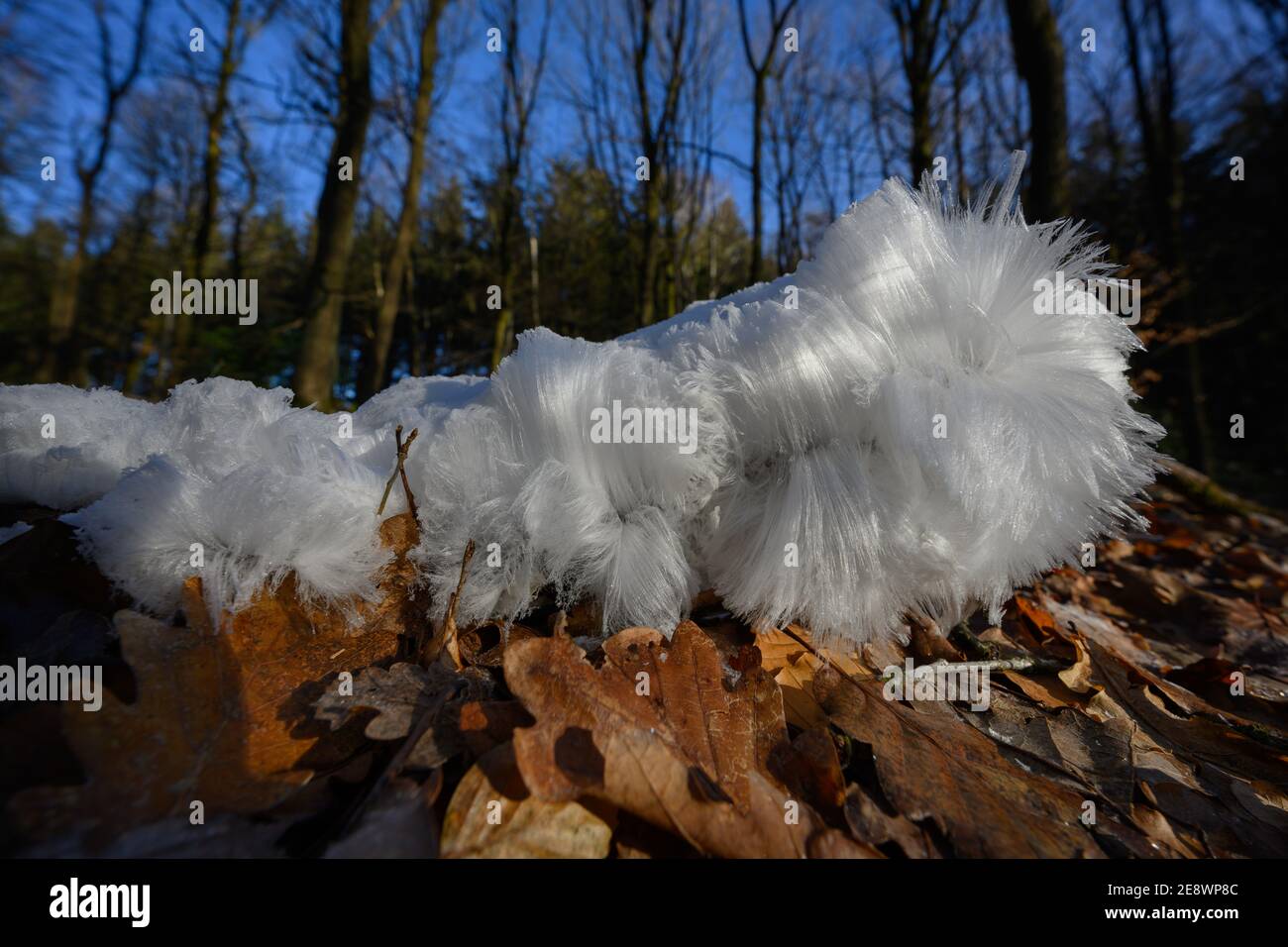 Hair ice, Ice hair on wood, hairy ice look like white hair, fine ice