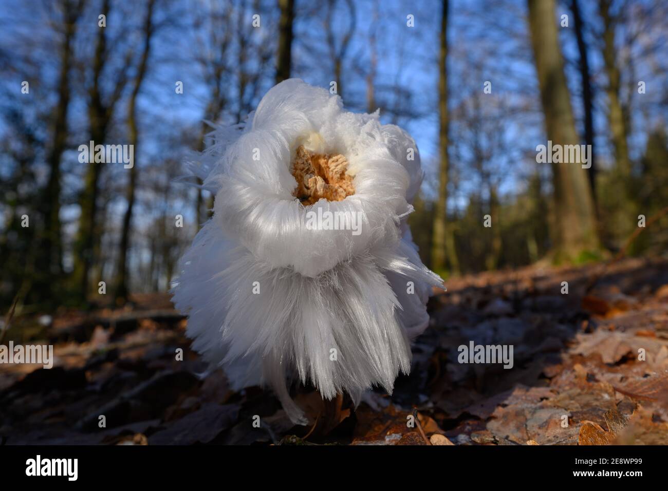Hair ice, Ice hair on wood, hairy ice look like white hair, fine ice