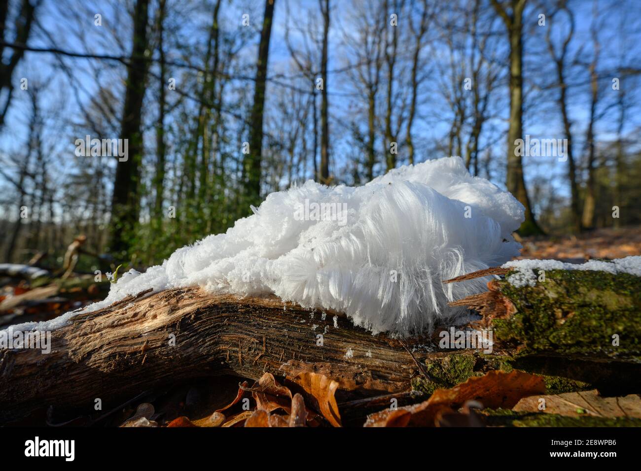 Hair ice, Ice hair on wood, hairy ice look like white hair, fine ice