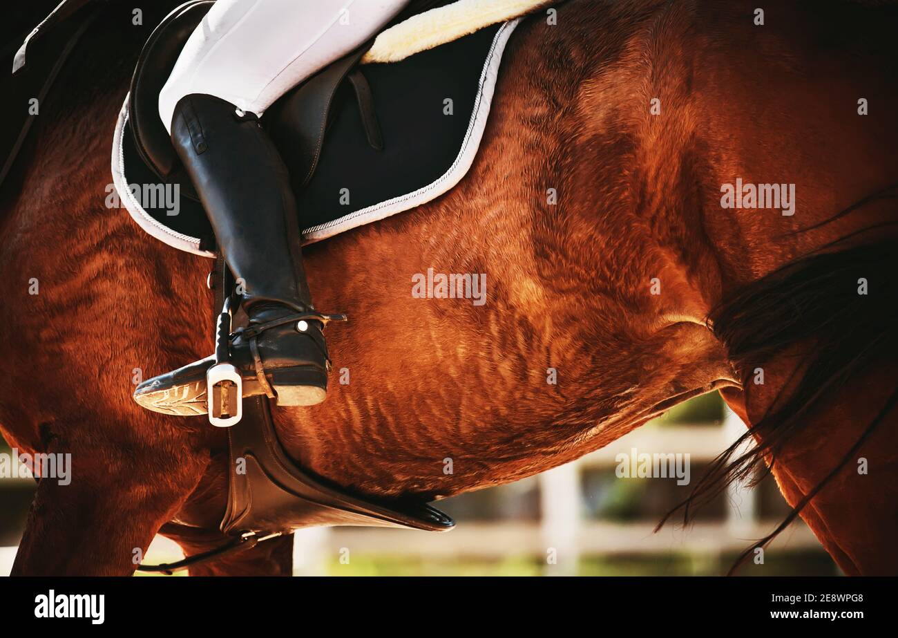 Closeup of the legs of a rider in a stirrup, who rides a bay fast