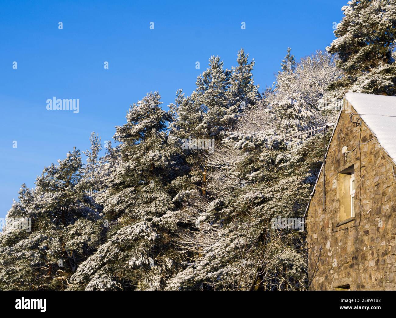 A stone barn against a backdrop of snow covered conifers - in the North Pennines, Weardale, County Durham. Stock Photo