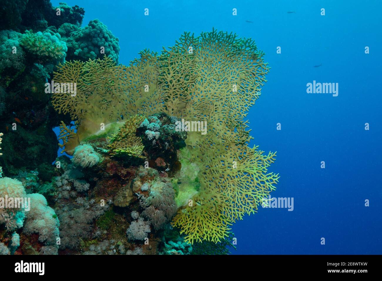 Milleporia dichotoma, net fire coral, Netz-Feuerkoralle, Utopia Beach, Red Sea, Egypt, Rotes Meer, Ägypten Stock Photo