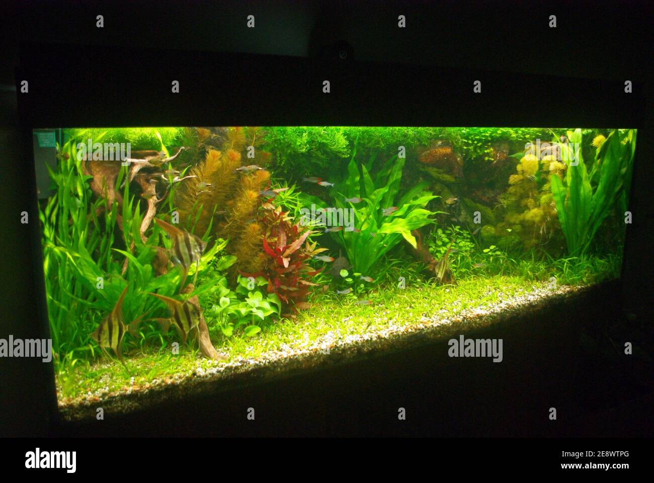 Amazon Biotope Aquarium With Pterophyllum Altum Orinoco Angelfish And Tetra Stock Photo Alamy