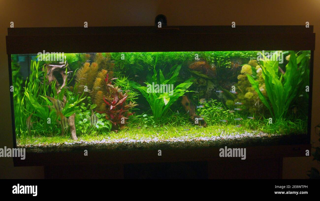 Amazon biotope aquarium with Pterophyllum altum (Orinoco angelfish) and  tetra Stock Photo - Alamy