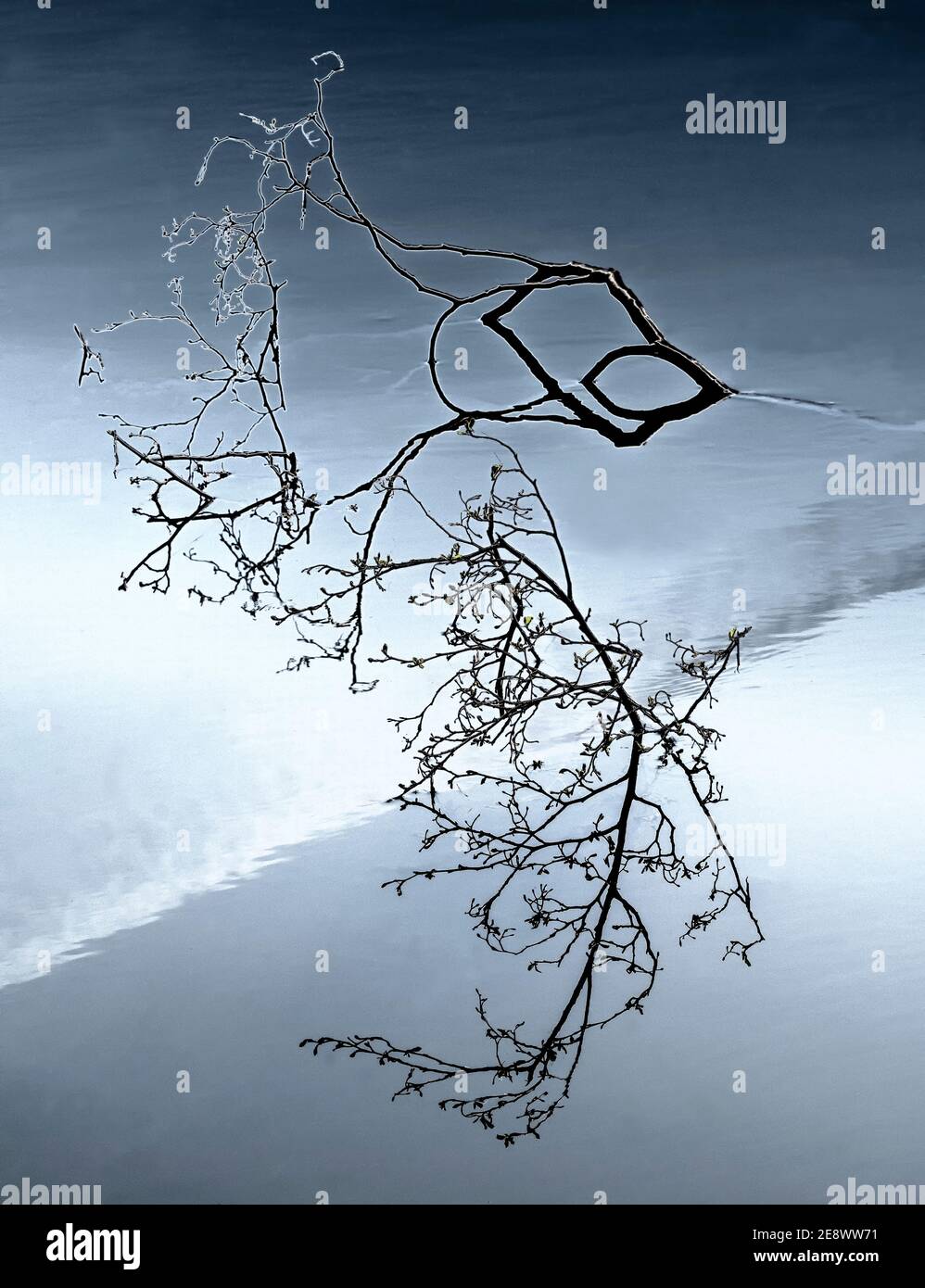 Tree branch in water Stock Photo