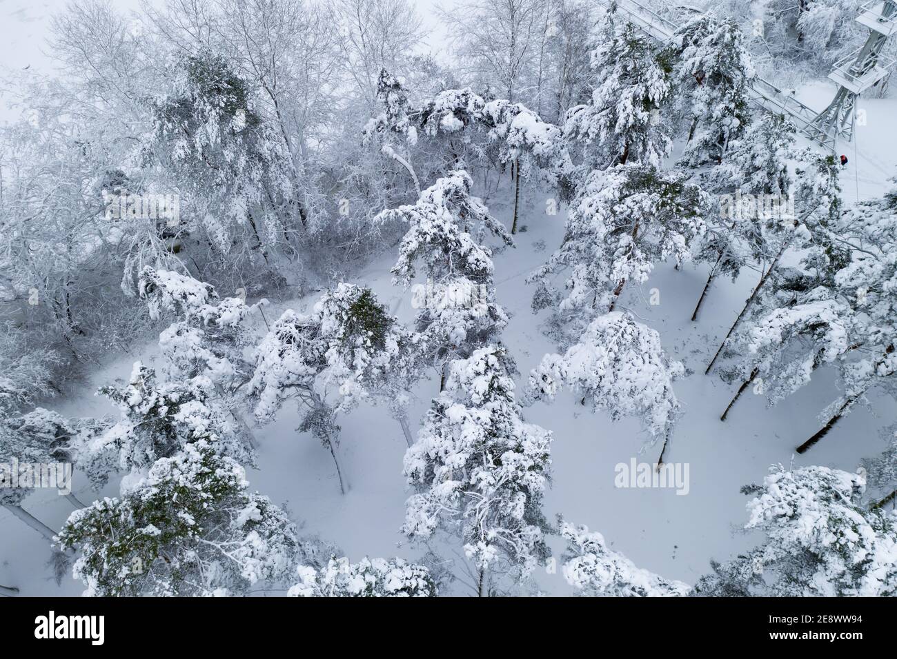 Snow-covered pine forest top view from the throne Stock Photo - Alamy