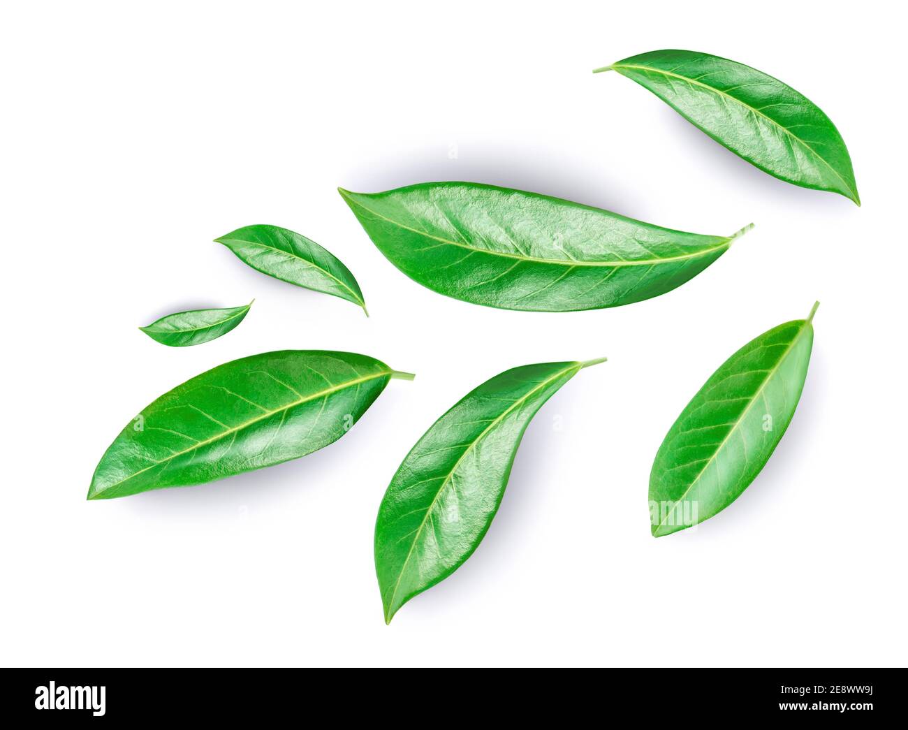 Green  leaves with shade  isolated on a white background. Creative layout with citrus  leaf collection. Top view. Flat lay Stock Photo