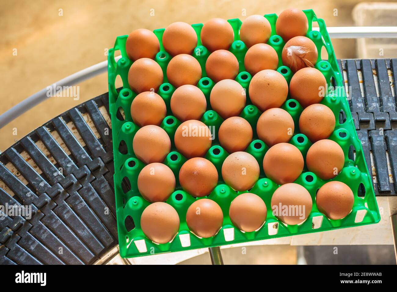 Conveyor belt transporting a crate with fresh eggs on an organic chicken farm Stock Photo