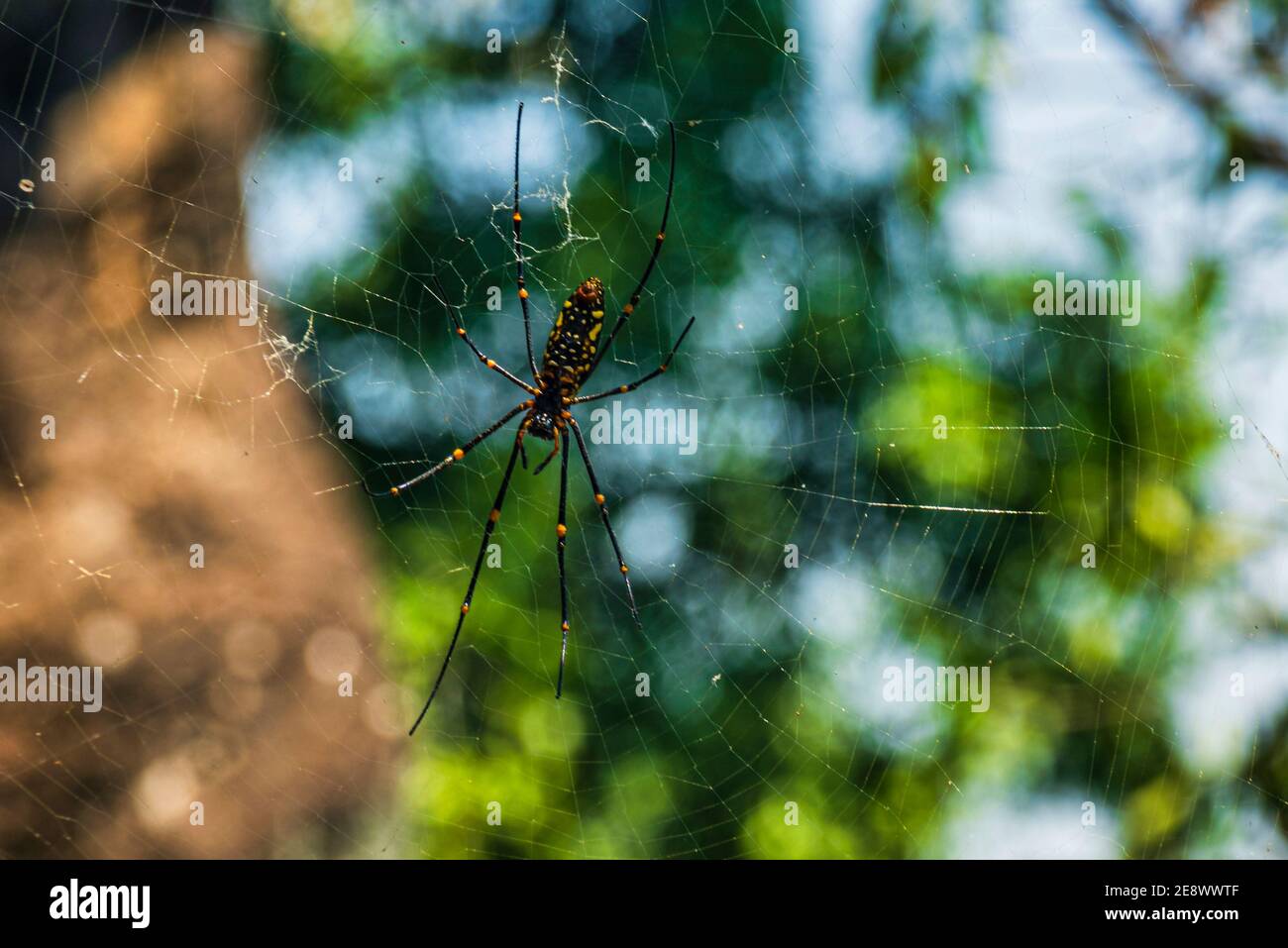 Golden silk orb-weaver sitting in her web. Tropical spider of sri lanka. . Ventral sider Stock Photo