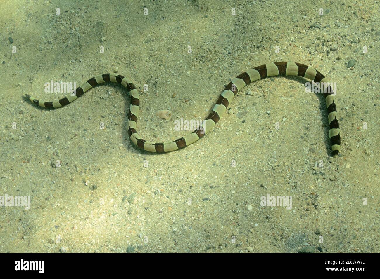 Myrichthys colobrinus, banded snake eel, Geringelter Schlangenaal, Utopia Beach, Red Sea, Egypt, Rotes Meer, Ägypten Stock Photo