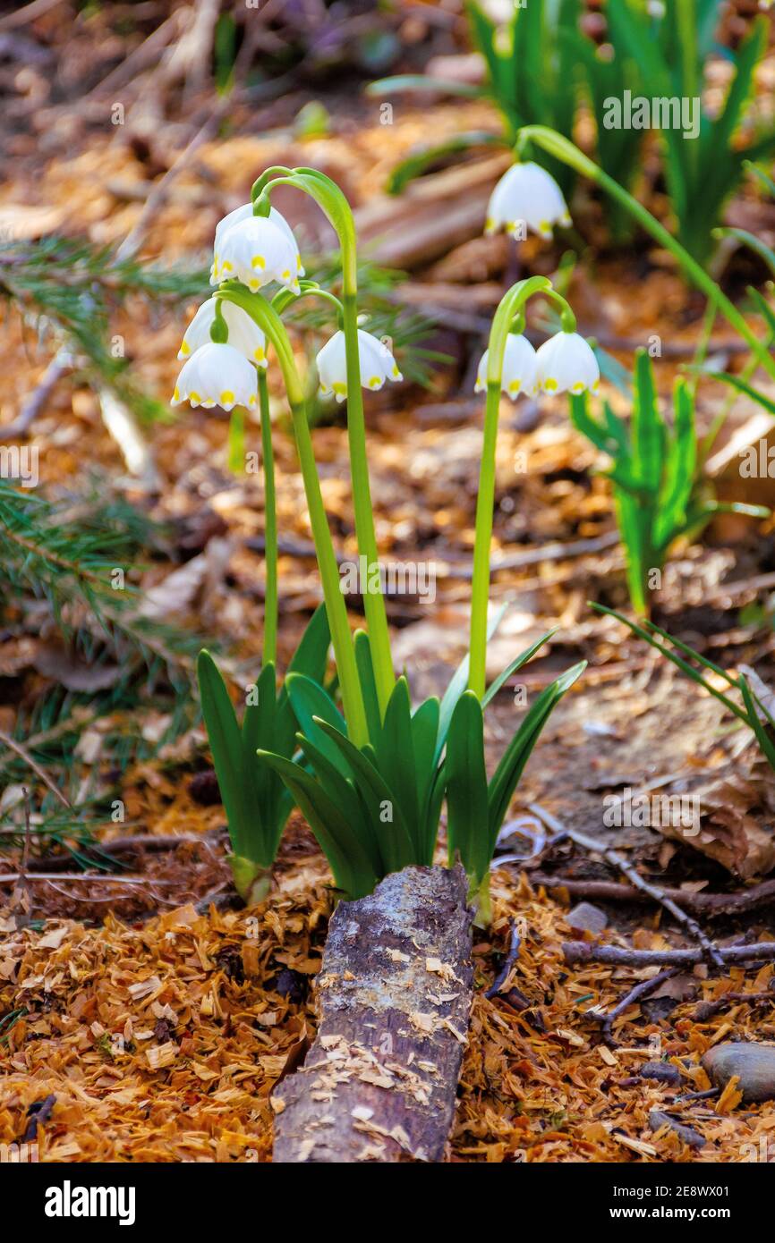 snowflake booming in the forest. beautiful wild flowers close up on a sunny day. early spring messenger concept Stock Photo