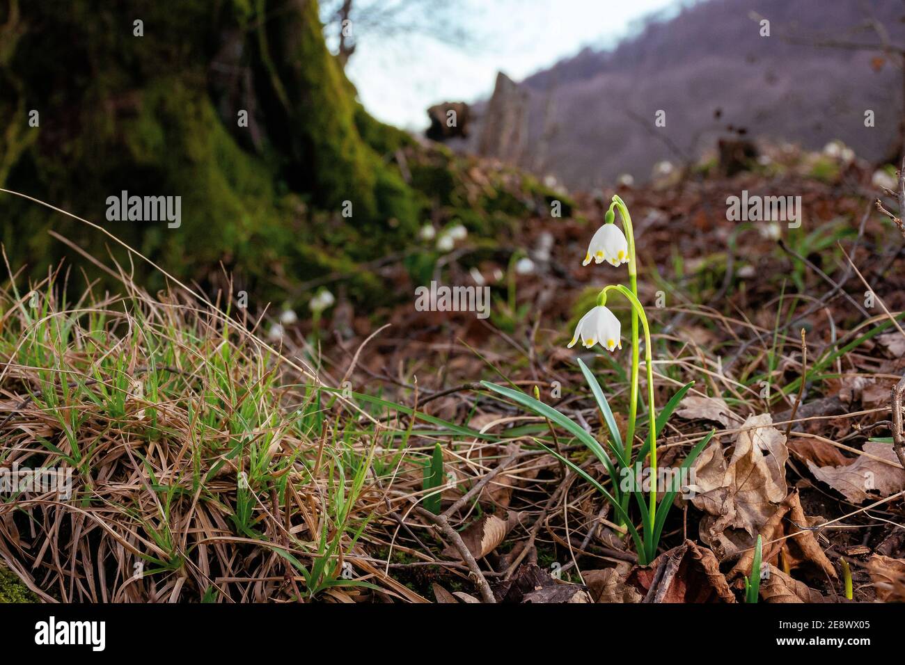 snowflake booming in the forest. beautiful wild flowers close up on a sunny day. early spring messenger concept Stock Photo